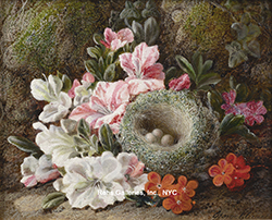 Still Life of Flowers and Bird\'s Nest - George Clare